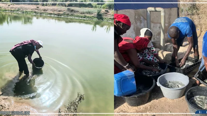 Projet Naatal Sine-Saloum : à Kaffrine, la pisciculture au cœur d’une formation pour des femmes