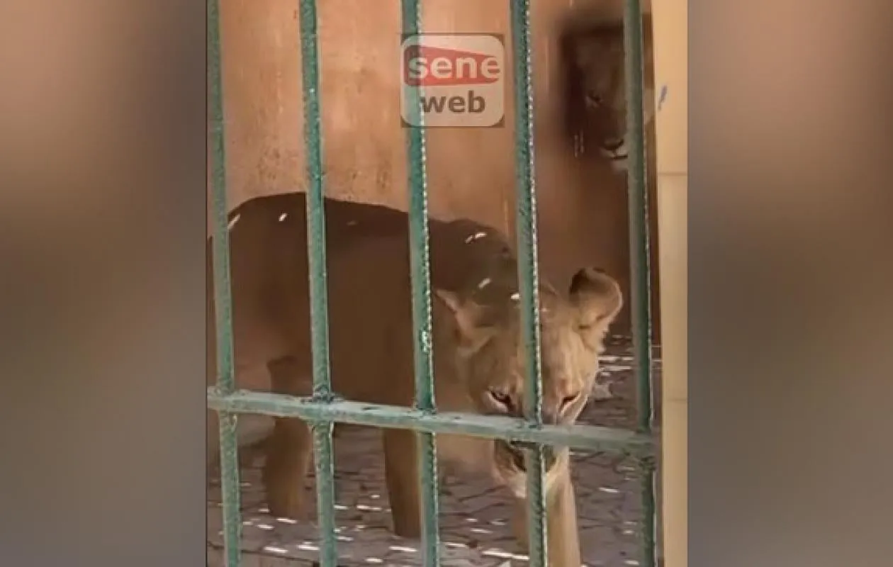 Zoo de Hann : une vérification sur place contredit la rumeur de lions malnutris