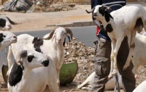 Tabaski 2026 au Sénégal : la commission fixe la date du 28 mai