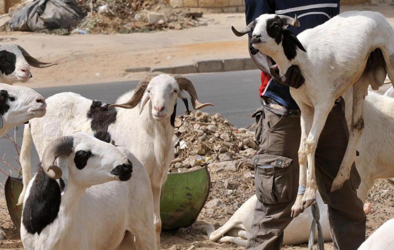 Tabaski 2026 au Sénégal : la commission fixe la date du 28 mai
