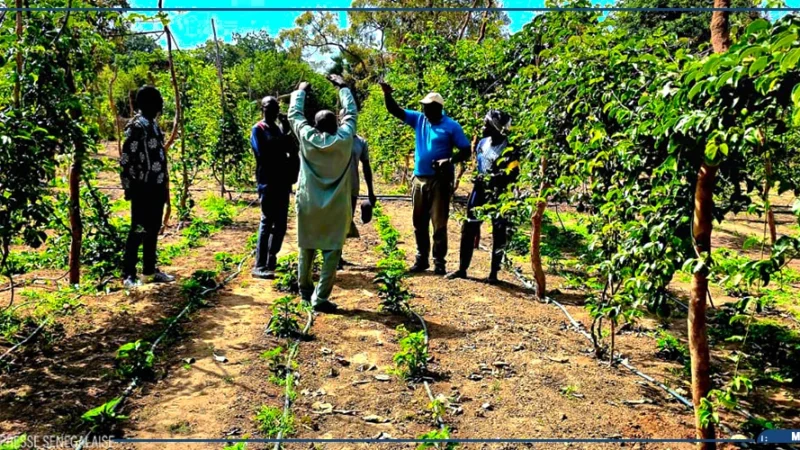 À Oussouye, une ferme familiale dit générer jusqu’à 40 millions de FCFA par hectare