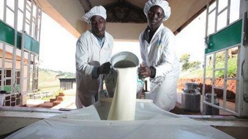 Souveraineté laitière : 5e édition des Rencontres internationales à Saly pour réduire la dépendance aux importations