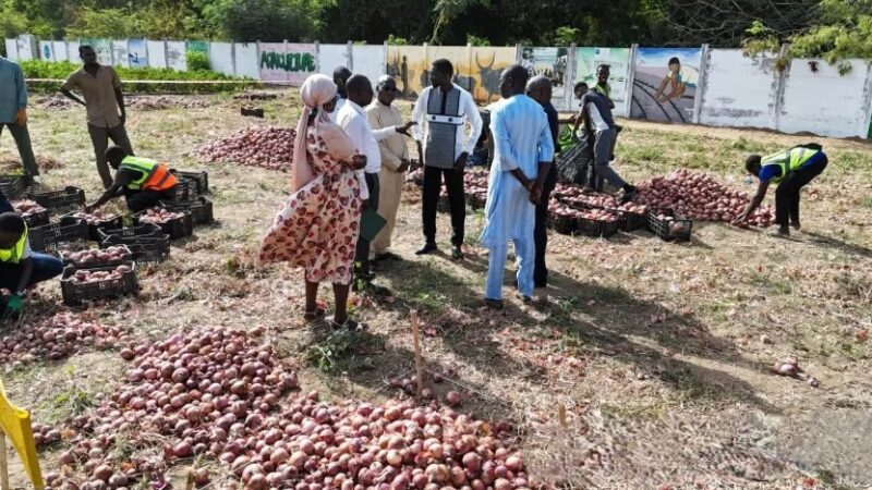 Ucad-Agropole : Des étudiants réalisent un rendement record de 87 tonnes d’oignons à l’hectare