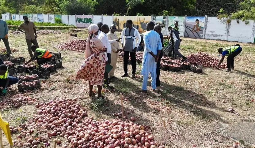 Ucad-Agropole : Des étudiants réalisent un rendement record de 87 tonnes d’oignons à l’hectare