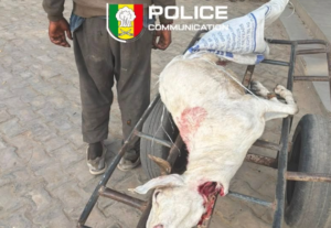 Médina : un homme arrêté pour avoir tenté de vendre la viande d’un mouton en état de décomposition