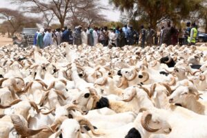 Tabaski 2026 : Plus de 143 000 moutons sont restés invendus
