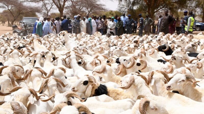 Tabaski 2026 : Plus de 143 000 moutons sont restés invendus