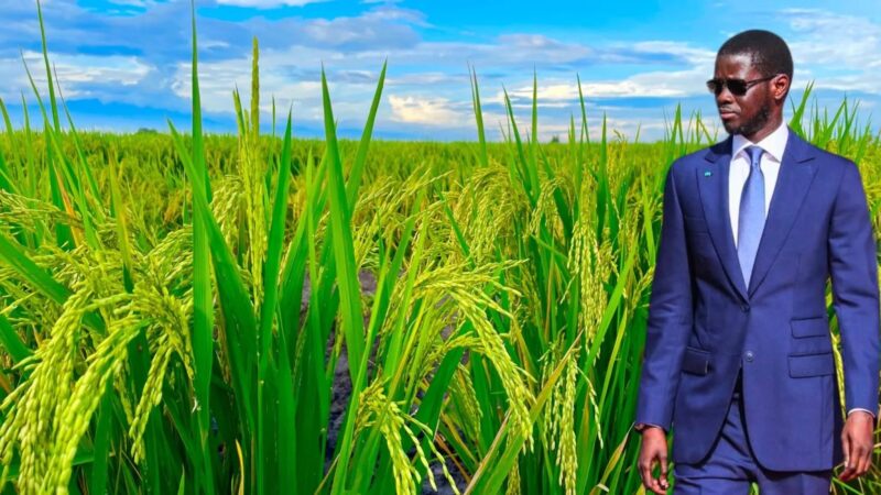 Campagne agricole 2026 : l&rsquo;État mobilise 130 milliards FCFA, mais doit encore 154 milliards aux fournisseurs