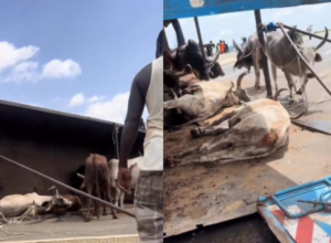 Autoroute à péage : un camion de bœufs se renverse, des animaux tués dans l’accident