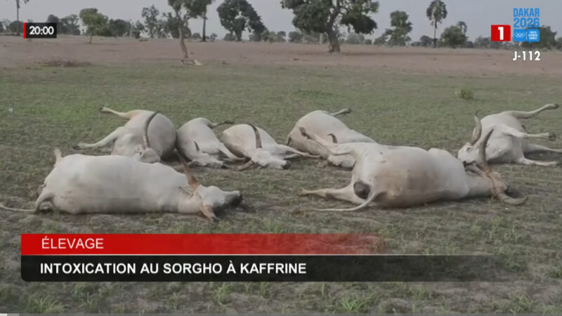 Kaffrine : une trentaine de vaches périssent après une intoxication au sorgho
