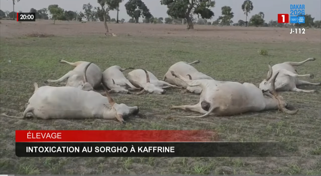 Kaffrine : une trentaine de vaches périssent après une intoxication au sorgho