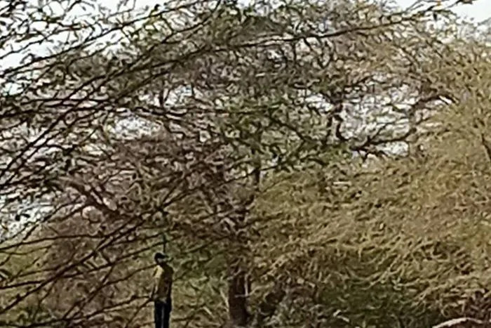 Macabre découverte à Dagana : un jeune homme de 25 ans retrouvé pendu à un arbre