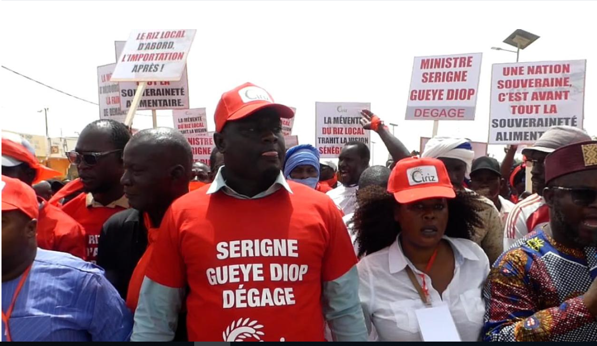 La Vallée du Fleuve gronde : Les riziculteurs exigent le départ de Serigne Gueye Diop