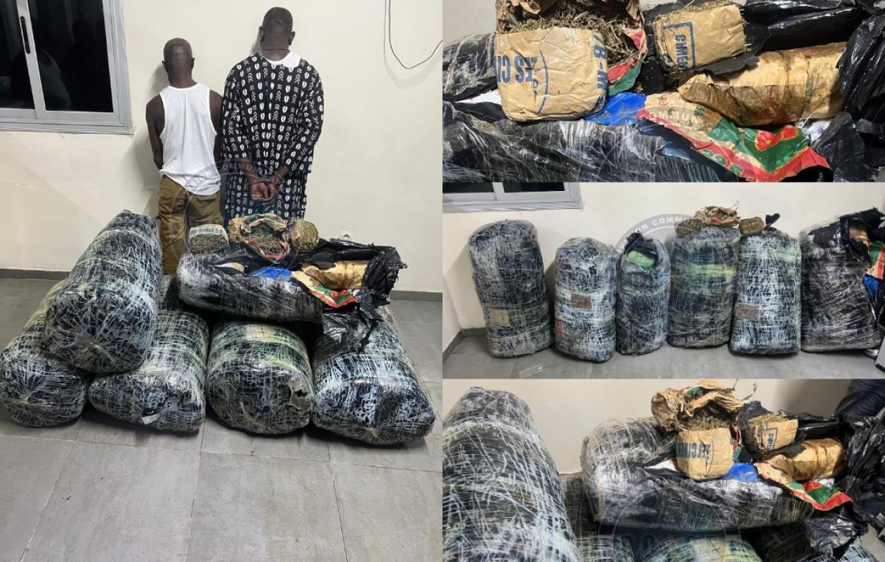 Keur Massar : la gendarmerie saisit plus de 300 kg de chanvre indien, deux suspects arrêtés