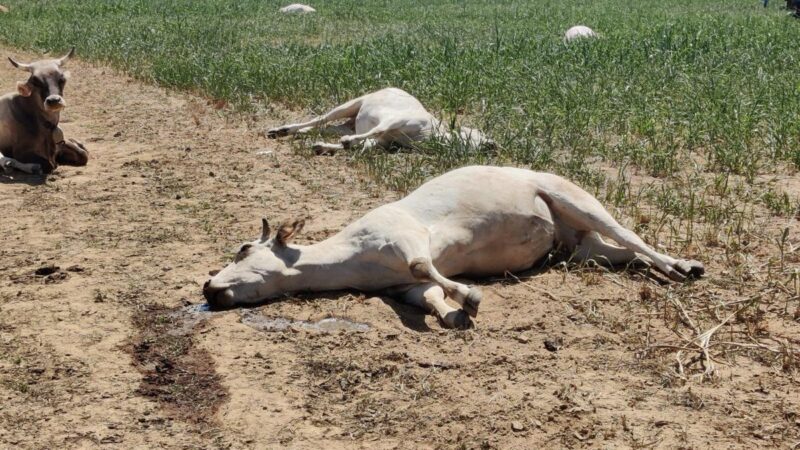Birkelane : 22 vaches meurent après avoir consommé des pousses de sorgho