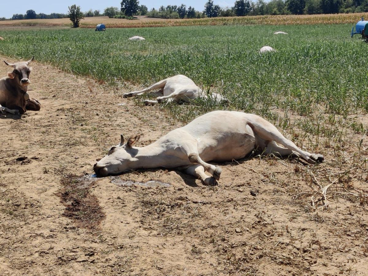 Birkelane : 22 vaches meurent après avoir consommé des pousses de sorgho