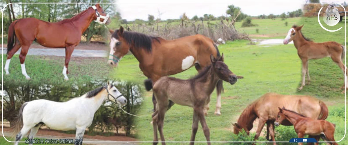 Haras national de Kébémer : 1 000 inséminations visées en 2026 pour doper la filière équine