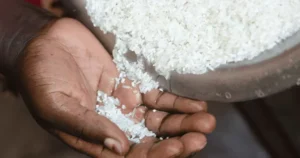 Aflatoxines cancérigènes : 22,6 % des échantillons de riz et de mil dépassent les normes au Sénégal