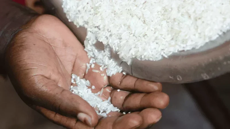 Aflatoxines cancérigènes : 22,6 % des échantillons de riz et de mil dépassent les normes au Sénégal