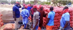 Magal de Touba : les producteurs d’oignon de Ngomène redoutent la mévente et demandent la fermeture du marché aux gros