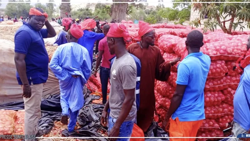 Magal de Touba : les producteurs d&rsquo;oignon de Ngomène redoutent la mévente et demandent la fermeture du marché aux gros