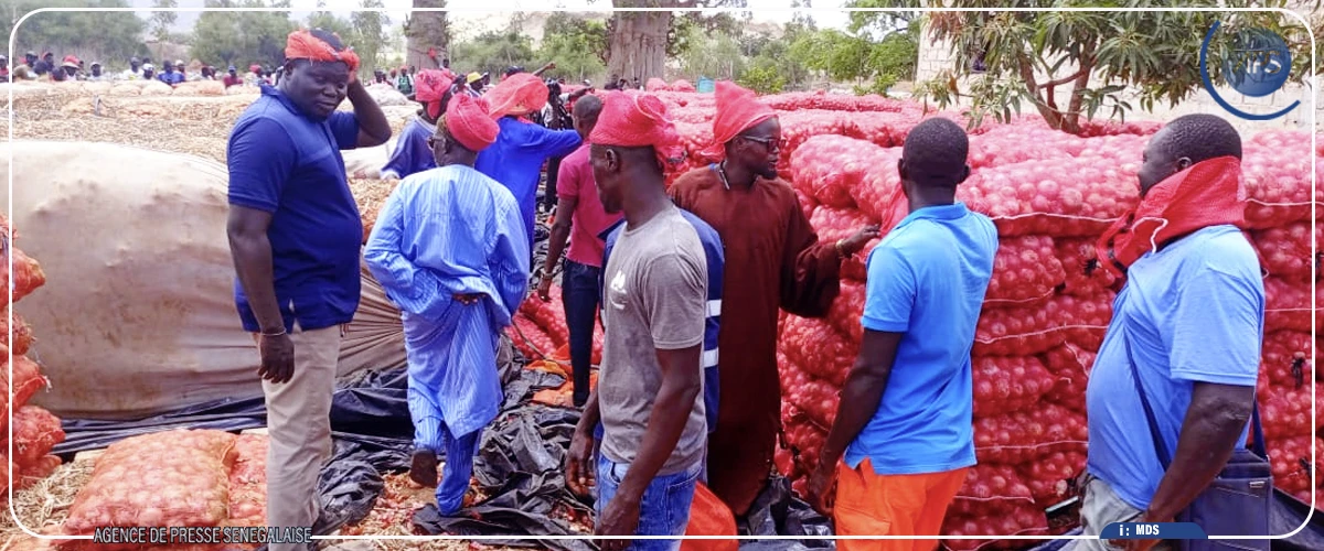Magal de Touba : les producteurs d&rsquo;oignon de Ngomène redoutent la mévente et demandent la fermeture du marché aux gros