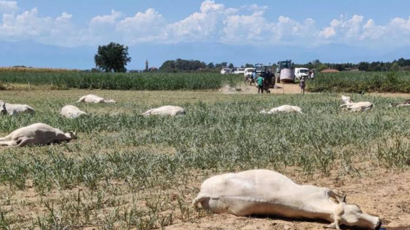 Kaffrine : 22 vaches meurent intoxiquées au sorgho, les éleveurs appelés à la vigilance