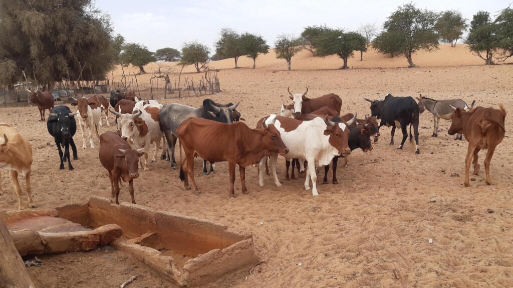 Fièvre de la Vallée du Rift : cinq pays d’Afrique de l’Ouest unis pour calibrer un outil d’aide à la décision