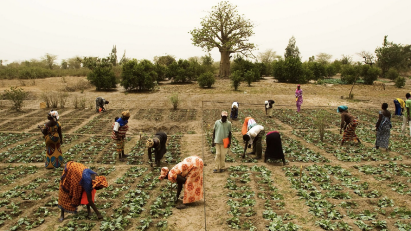 Le Sénégal et le FIDA mobilisent 150 milliards FCFA pour le programme agricole PASS