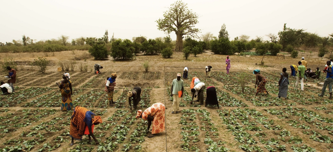 Le Sénégal et le FIDA mobilisent 150 milliards FCFA pour le programme agricole PASS