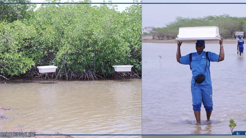 Somone : 75 ruches prévues pour promouvoir l’apiculture et contribuer à la préservation de la mangrove