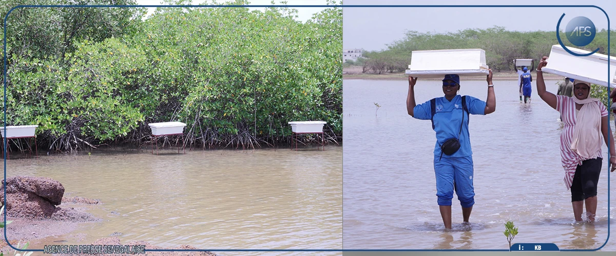 Somone : 75 ruches prévues pour promouvoir l’apiculture et contribuer à la préservation de la mangrove