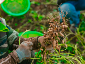 Aflasafe : le Sénégal teste une solution biologique sur 20 000 hectares d’arachide