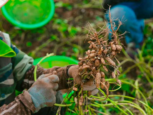 Aflasafe : le Sénégal teste une solution biologique sur 20 000 hectares d’arachide
