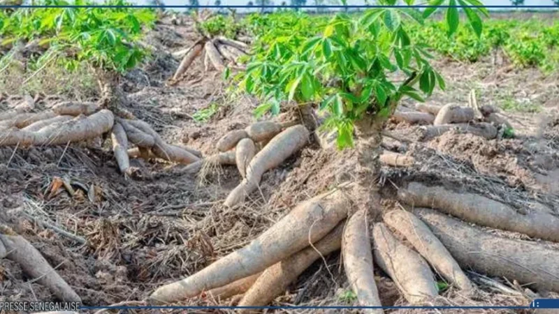 Penda Sarr appelle à investir dans la filière manioc pour la souveraineté alimentaire et l’emploi