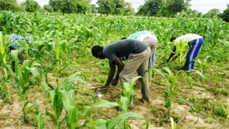 À Tobor, l’agroécologie ouvre la voie à l’entrepreneuriat agricole
