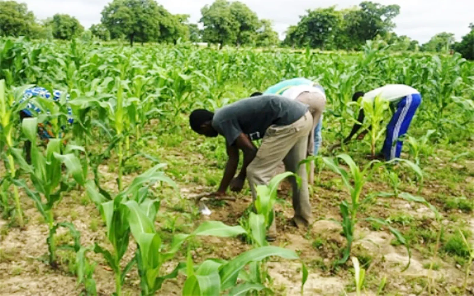 À Tobor, l’agroécologie ouvre la voie à l’entrepreneuriat agricole