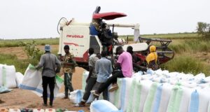 Dagana : la récolte de riz atteint 85 %, avec des rendements estimés autour de 6,5 t/ha