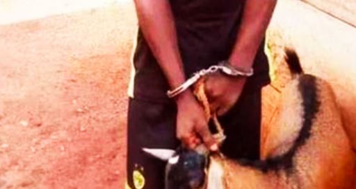Affaire de vol de bétail à Kolda : A. Ba ligoté puis lynché…