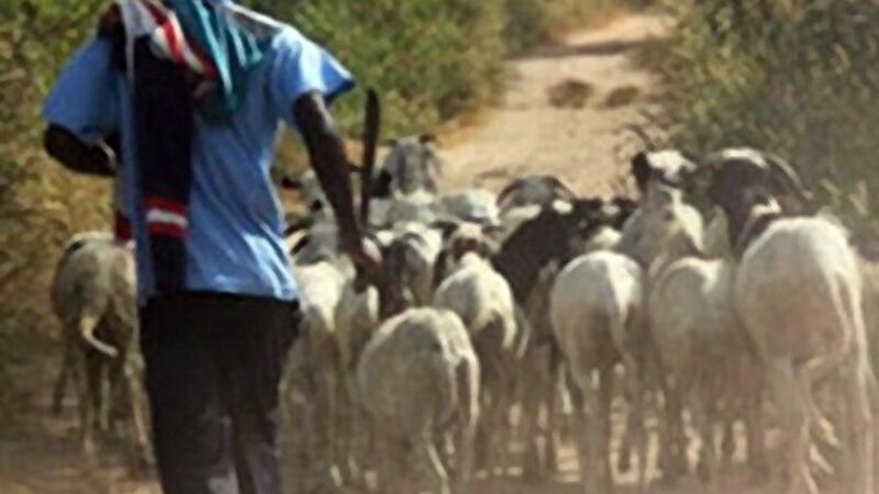 Thiès : 11 béliers volés au foirail de Hersent, faute d&rsquo;éclairage public