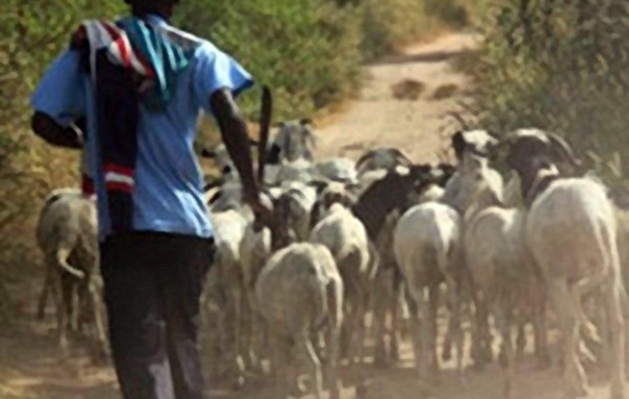 Thiès : 11 béliers volés au foirail de Hersent, faute d&rsquo;éclairage public