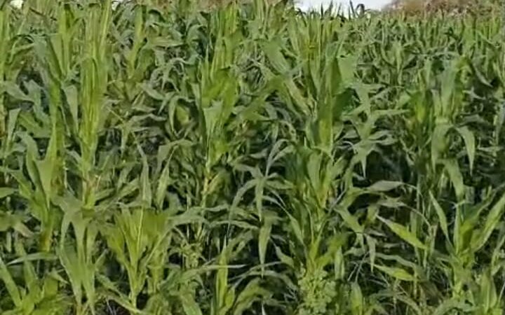À Latmingué, les pluies reviennent après neuf jours et soulagent les producteurs