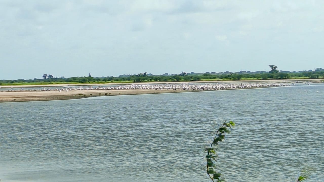 Les oiseaux guident les pêcheurs et nourrissent des croyances locales