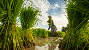 Sénégal : le SRI est promu comme levier technique pour la souveraineté alimentaire