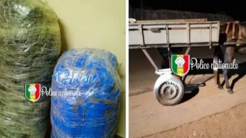 Mbodiène : 375 kg de chanvre saisis, six hommes armés en fuite