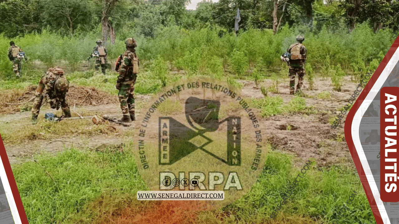 Bignona : l’armée détruit sept champs de chanvre indien et interpelle deux personnes