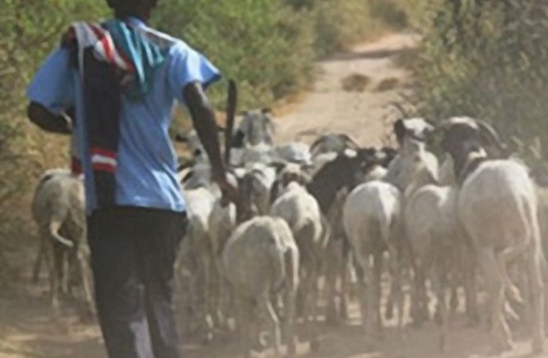 Sept vaches, treize moutons et trois chèvres retrouvés à Tiagar dans le cadre d’une enquête.