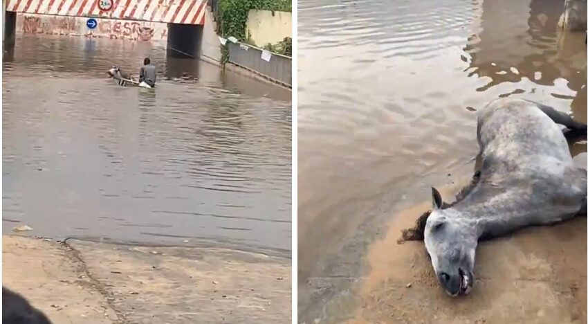 Cheval noyé à Guinaw Rail: le charretier arrêté et poursuivi pour cruauté envers un animal