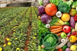 Oignon et pomme de terre : le gouvernement veut renforcer le fonds de commercialisation